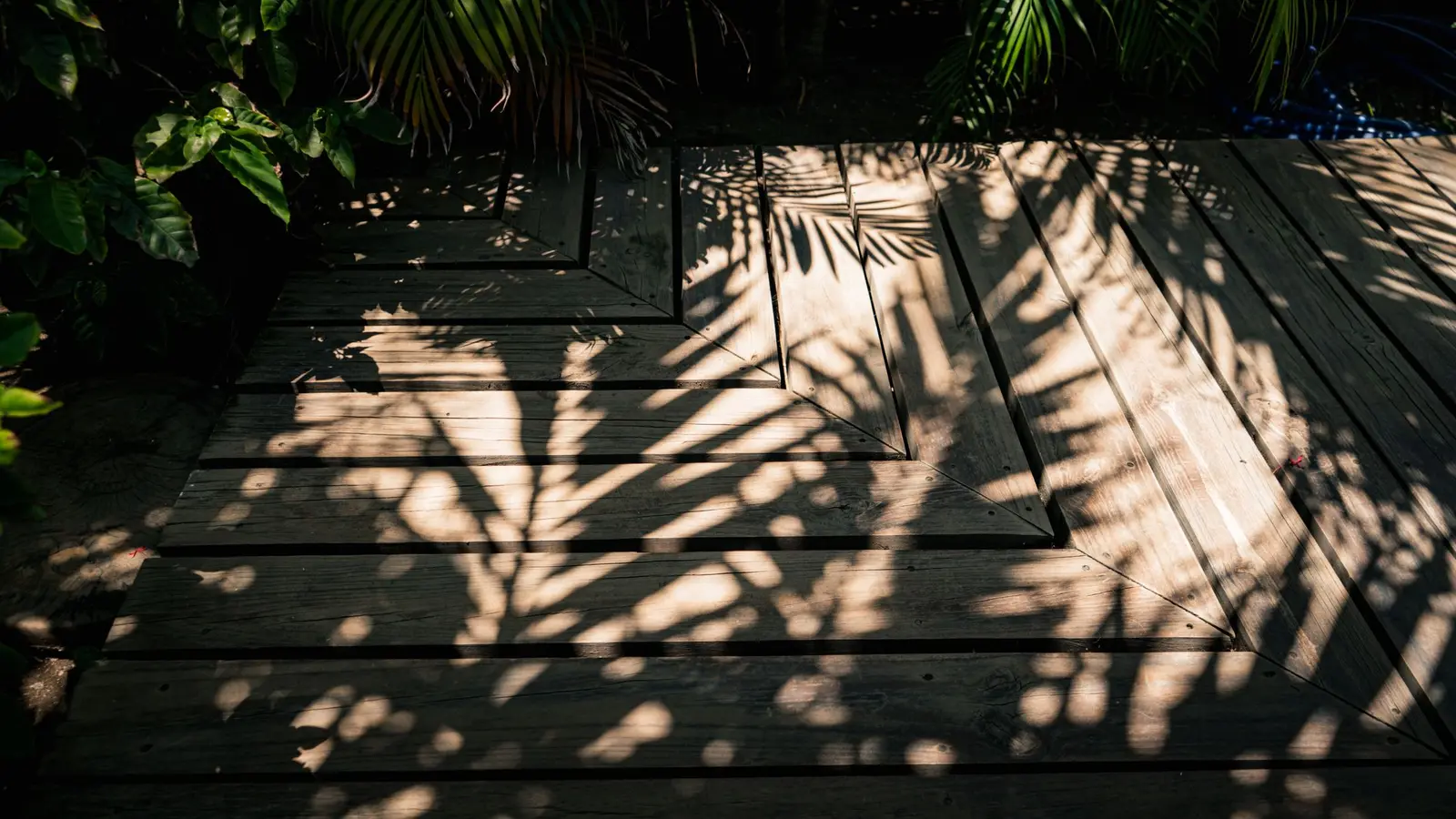 Palm shadows across a weathered wood deck